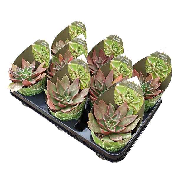 Горшечные цветы и растения оптом Echeveria Mexicano Potcover от 8шт из Голландии с доставкой по России