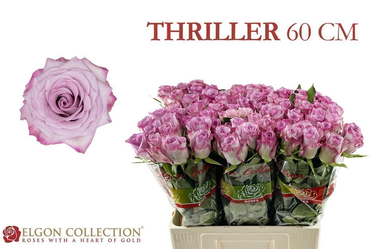 Срезанные цветы оптом Rosa large thriller от 280шт из Голландии с доставкой по России