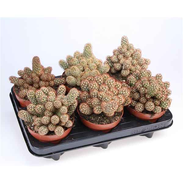 Горшечные цветы и растения оптом Cacus Mammillaria Elongata Red от 6шт из Голландии с доставкой по России