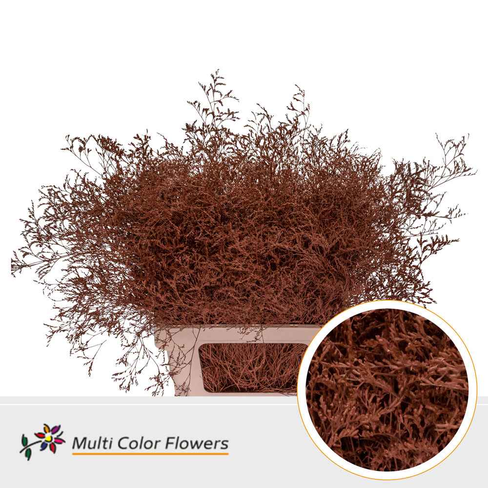 Срезанные цветы оптом Limonium paint brown от 25шт из Голландии с доставкой по России