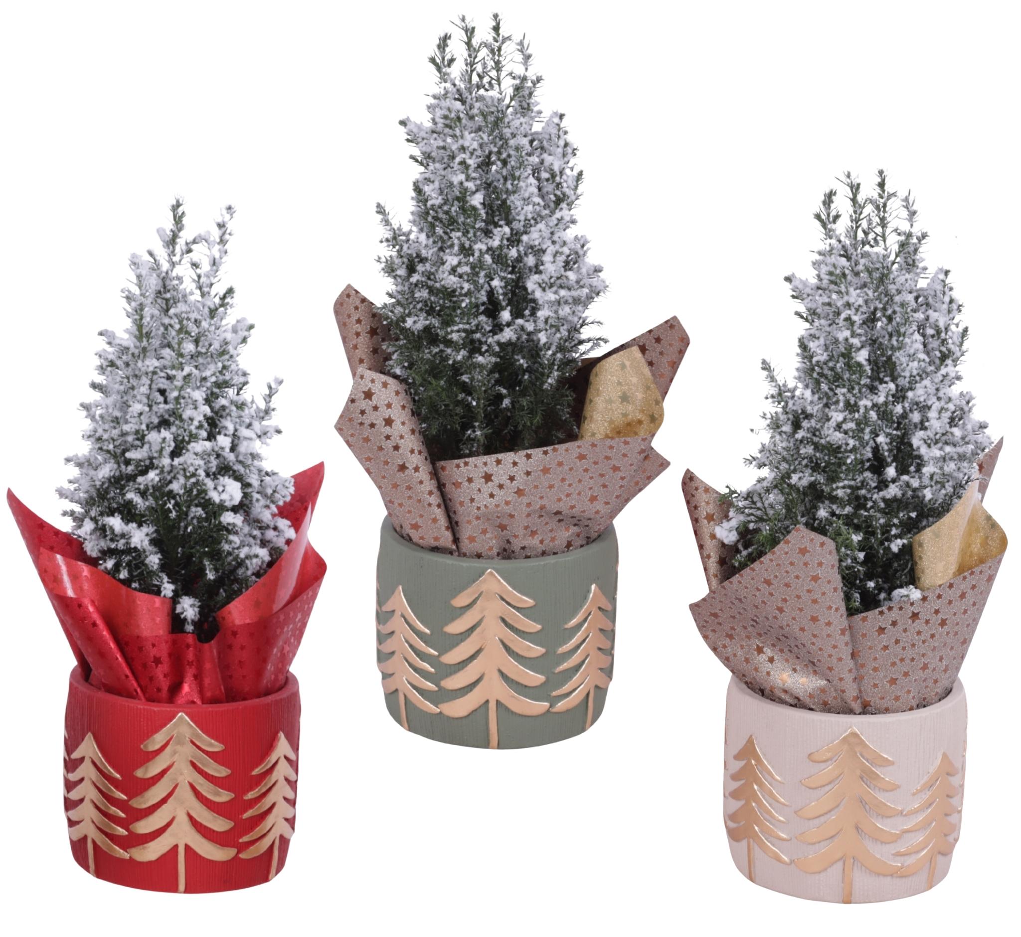 Горшечные цветы и растения оптом Christmas Arr. Conifer Ceramic Pot Golden Trees Co от 6шт из Голландии с доставкой по России