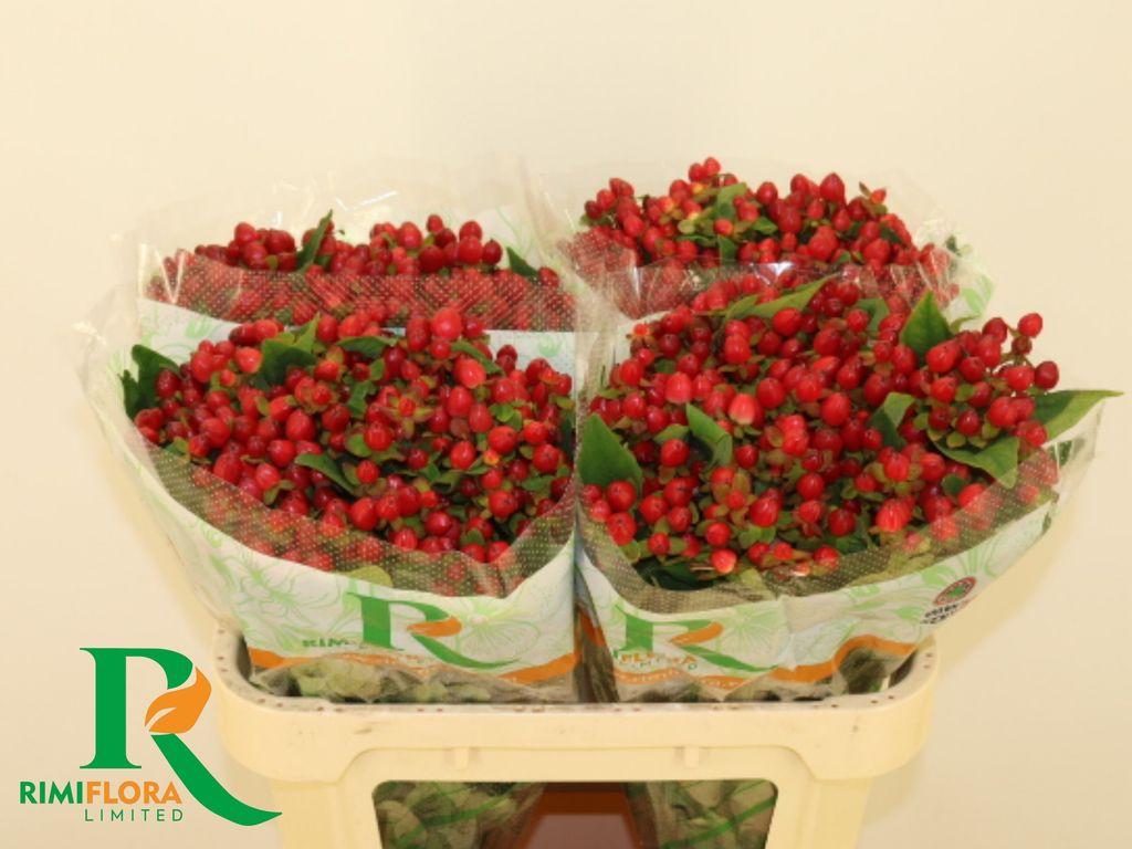 Срезанные цветы оптом Hypericum mag triumph от 100шт. из Голландии с доставкой по России