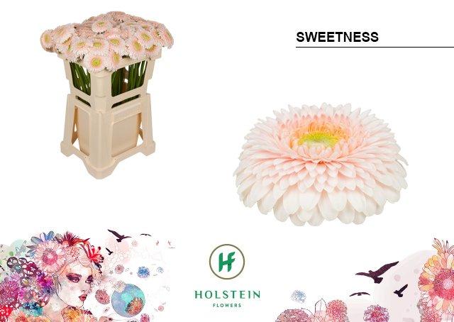 Срезанные цветы оптом Germini gerponi sweetness от 80шт из Голландии с доставкой по России