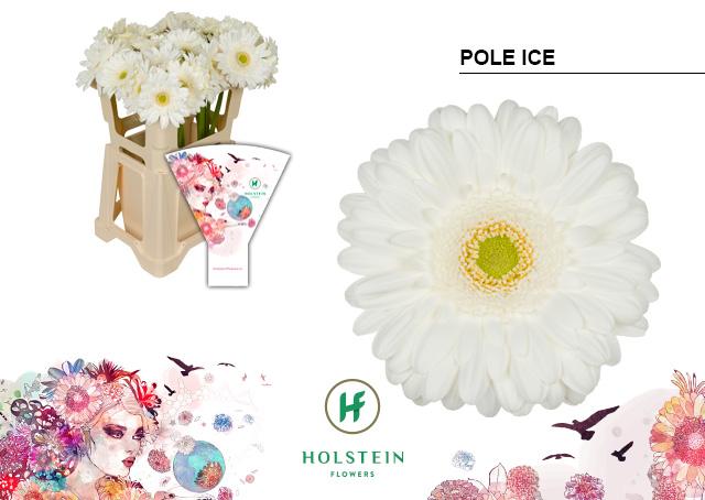 Срезанные цветы оптом Gerbera pole ice от 40шт из Голландии с доставкой по России