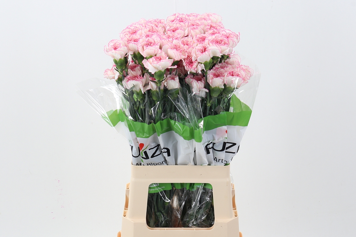 Срезанные цветы оптом Dianthus st pastel damascus от 80шт из Голландии с доставкой по России