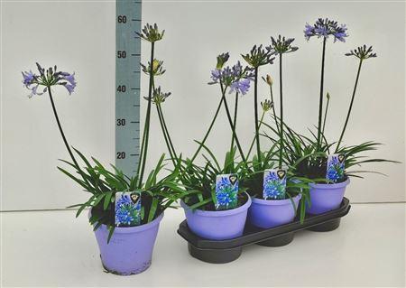 Горшечные цветы и растения оптом Agapanthus Crystal Line(r) Lichtbla от 3шт из Голландии с доставкой по России