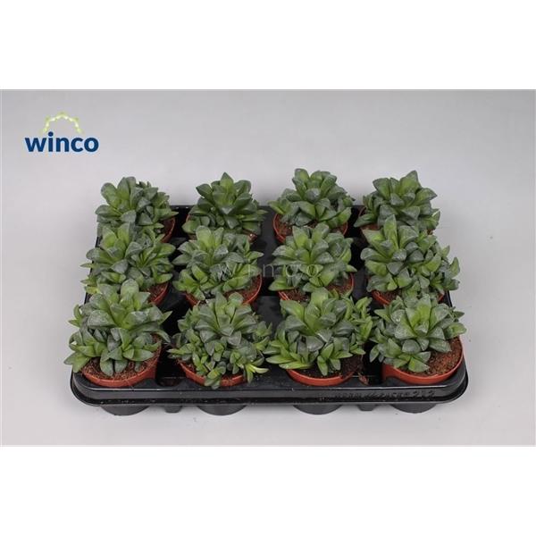 Горшечные цветы и растения оптом Haworthia Retusa Ssp. от 18шт (для телеги) из Голландии с доставкой по России