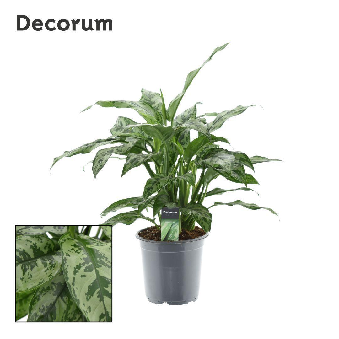 Горшечные цветы и растения оптом Aglaonema Romeo от 3шт из Голландии с доставкой по России