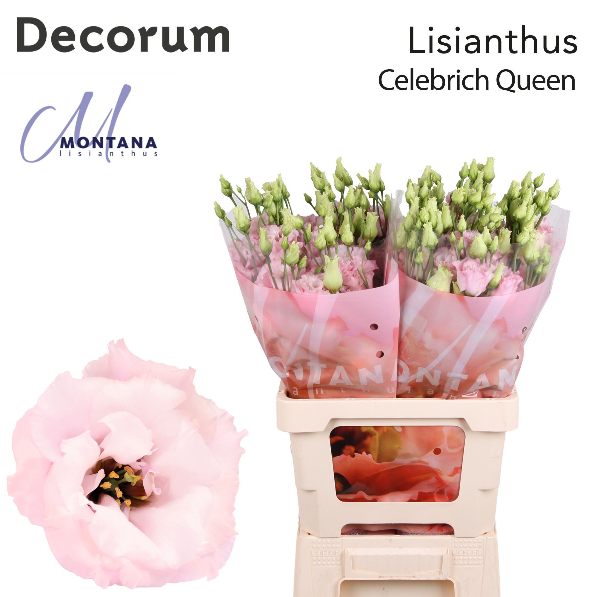 Срезанные цветы оптом Lisianthus do celeb queen от 20шт из Голландии с доставкой по России