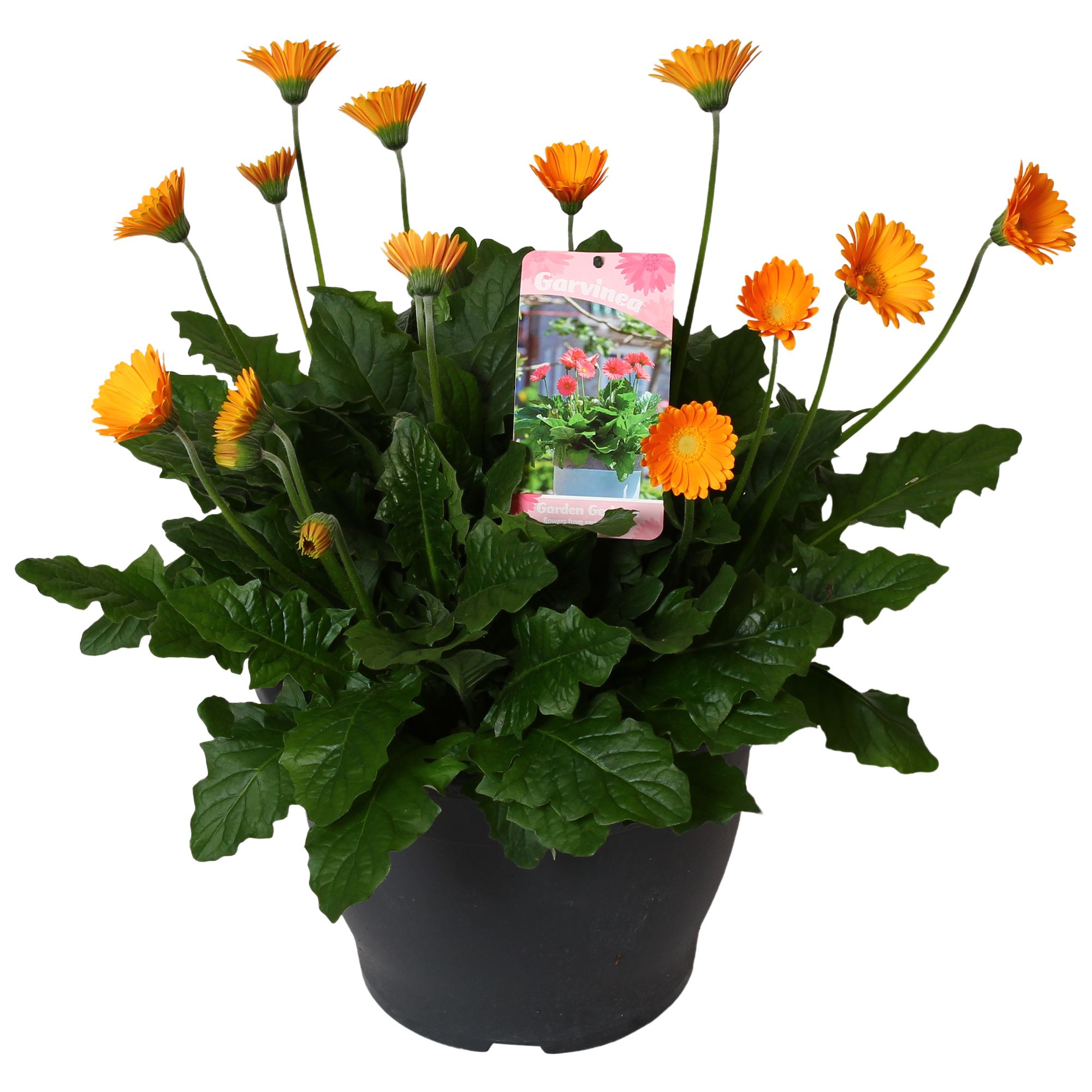 Горшечные цветы и растения оптом Gerbera Garvinea 32cm 7bl Geel от 1шт (для телеги) из Голландии с доставкой по России