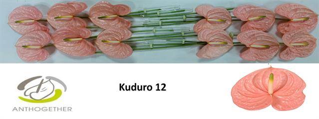 Срезанные цветы оптом Anthurium kuduro от 12шт из Голландии с доставкой по России