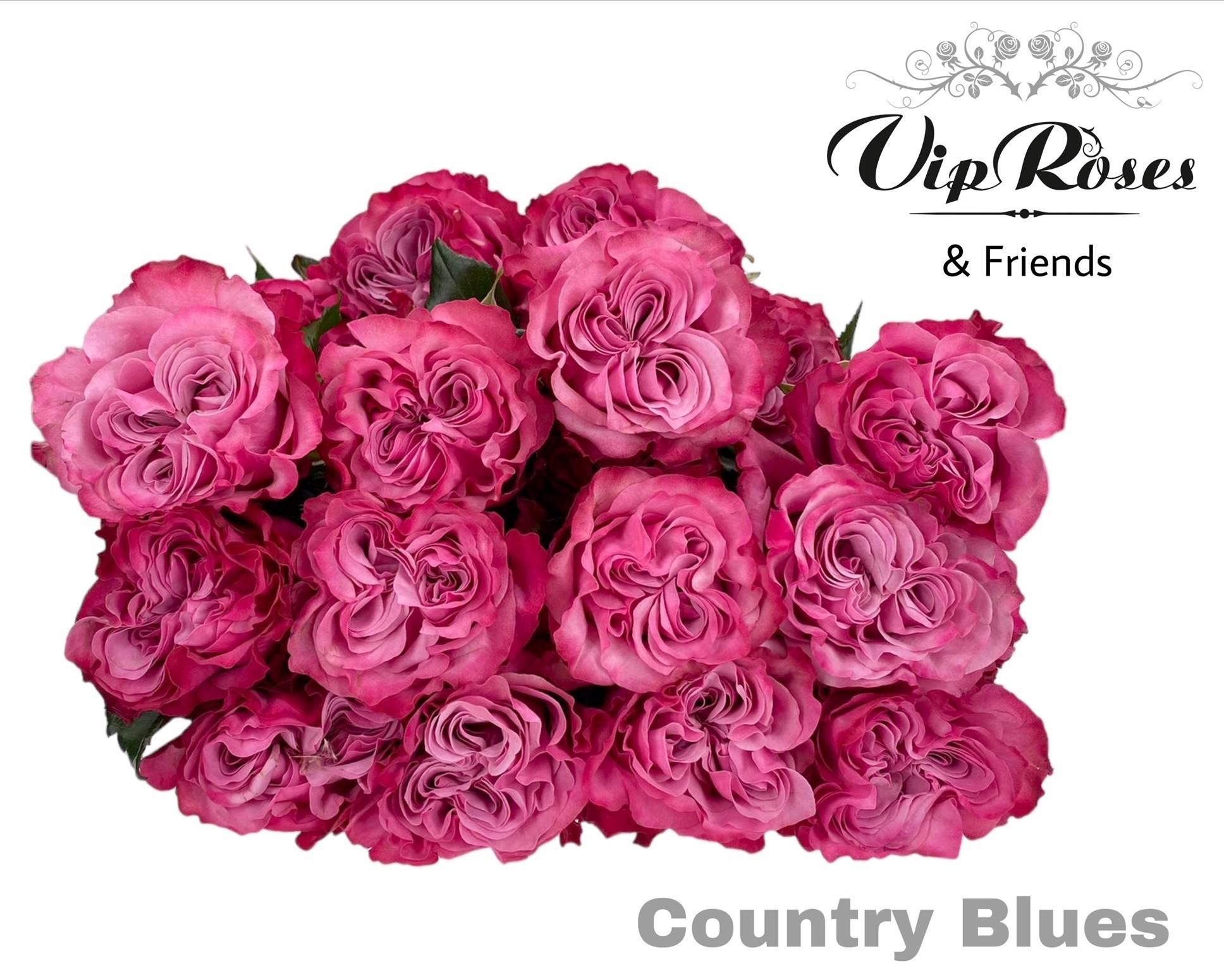 Срезанные цветы оптом Rosa large country spirit blues от 25шт из Голландии с доставкой по России
