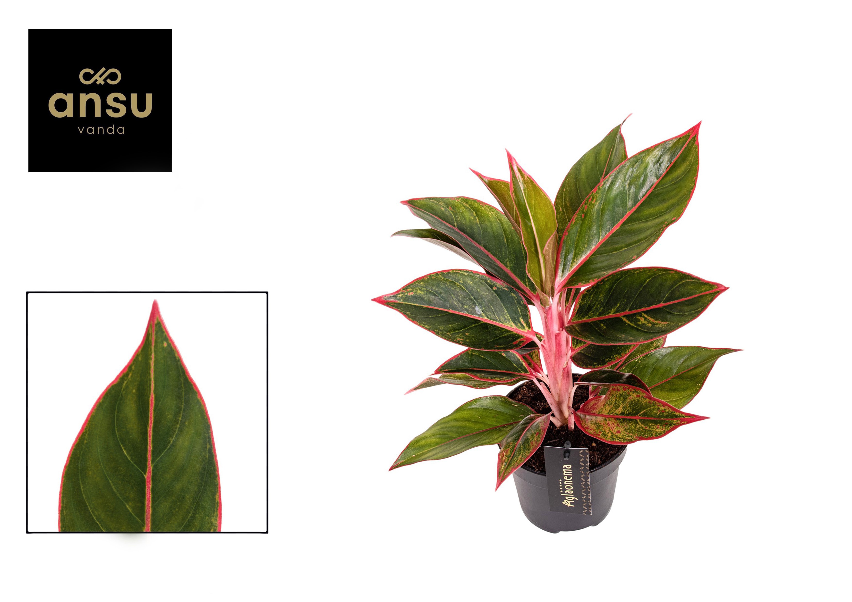 Горшечные цветы и растения оптом Aglaonema Jungle Red от 6шт из Голландии с доставкой по России