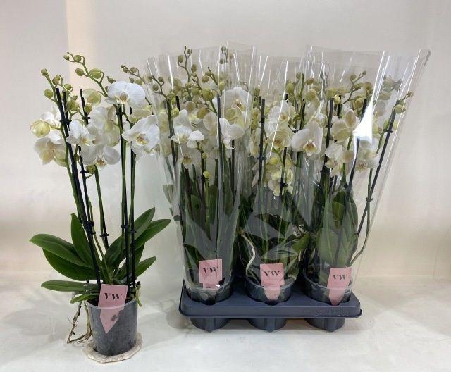 Горшечные цветы и растения оптом Phal An Inverness от 6шт из Голландии с доставкой по России