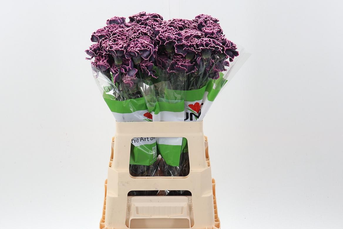 Срезанные цветы оптом Dianthus st paint gothic purple от 80шт из Голландии с доставкой по России