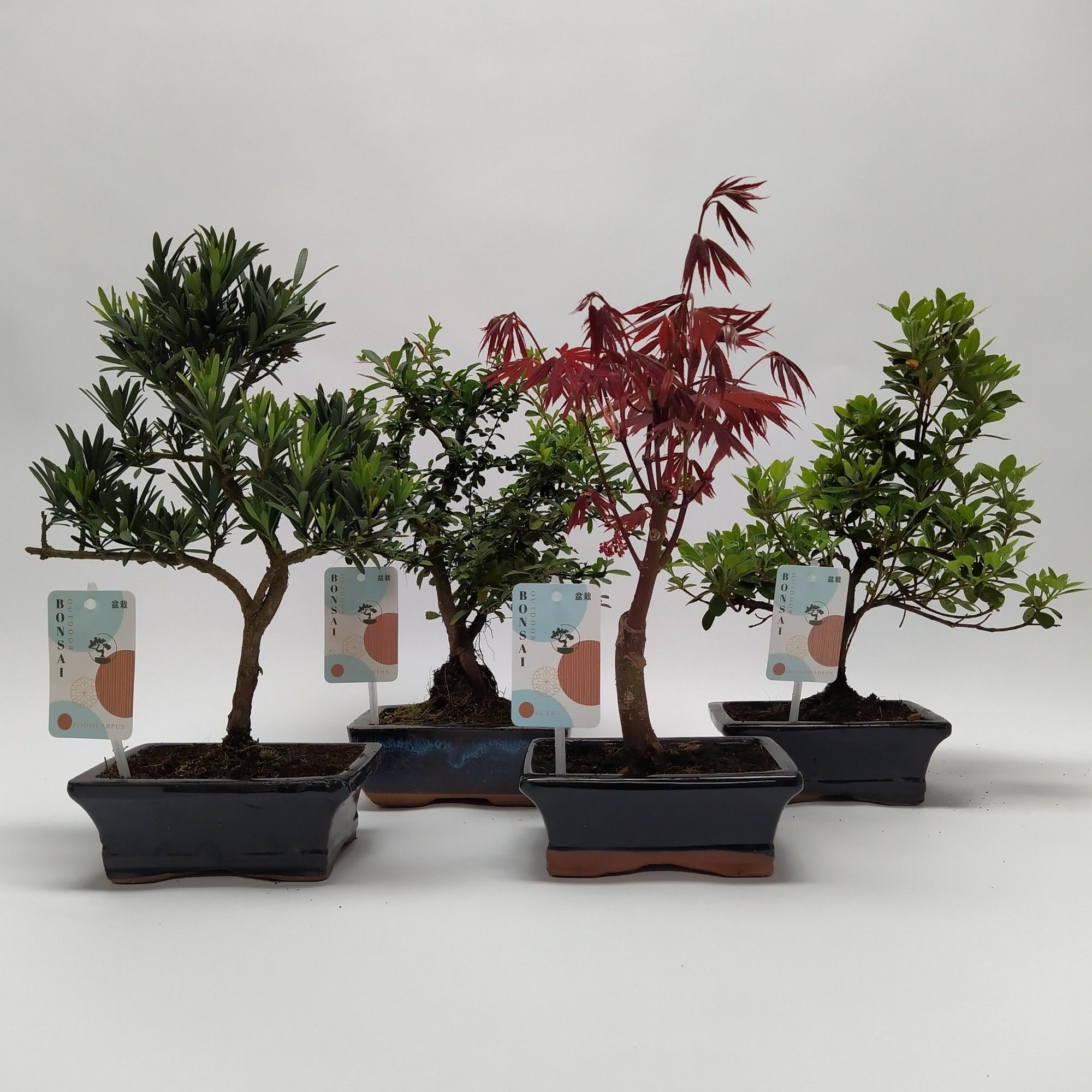 Горшечные цветы и растения оптом Bonsai Mix Outdoor от 8шт из Голландии с доставкой по России