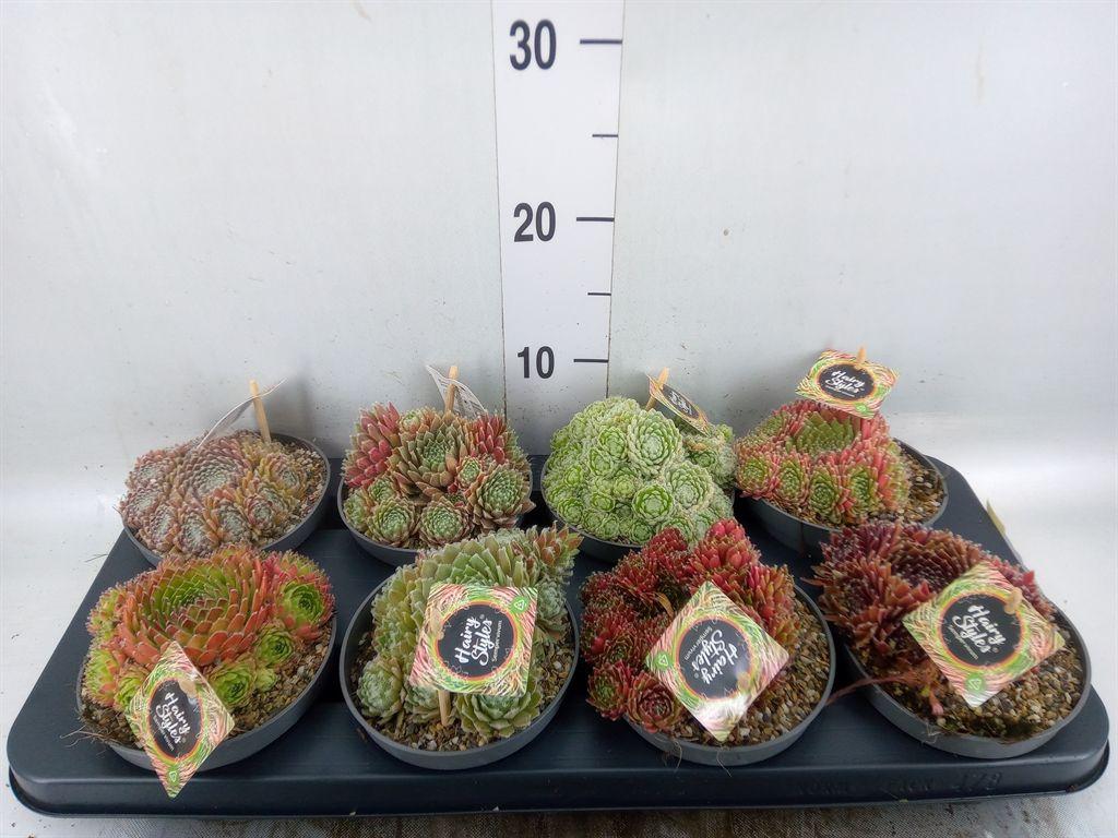 Горшечные цветы и растения оптом Sempervivum   ... от 8шт из Голландии с доставкой по России