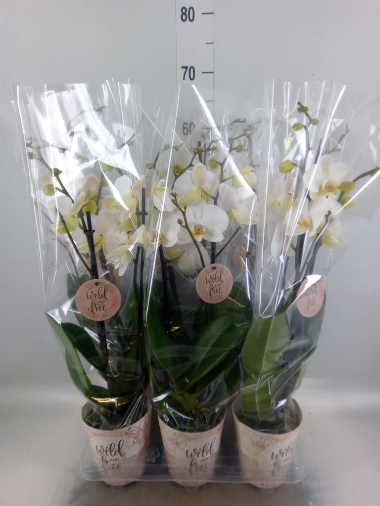 Горшечные цветы и растения оптом Phalaenopsis   ... от 6шт из Голландии с доставкой по России