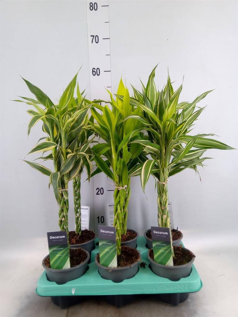 Горшечные цветы и растения оптом Dracaena Sand.   ...mix 3 от 6шт из Голландии с доставкой по России