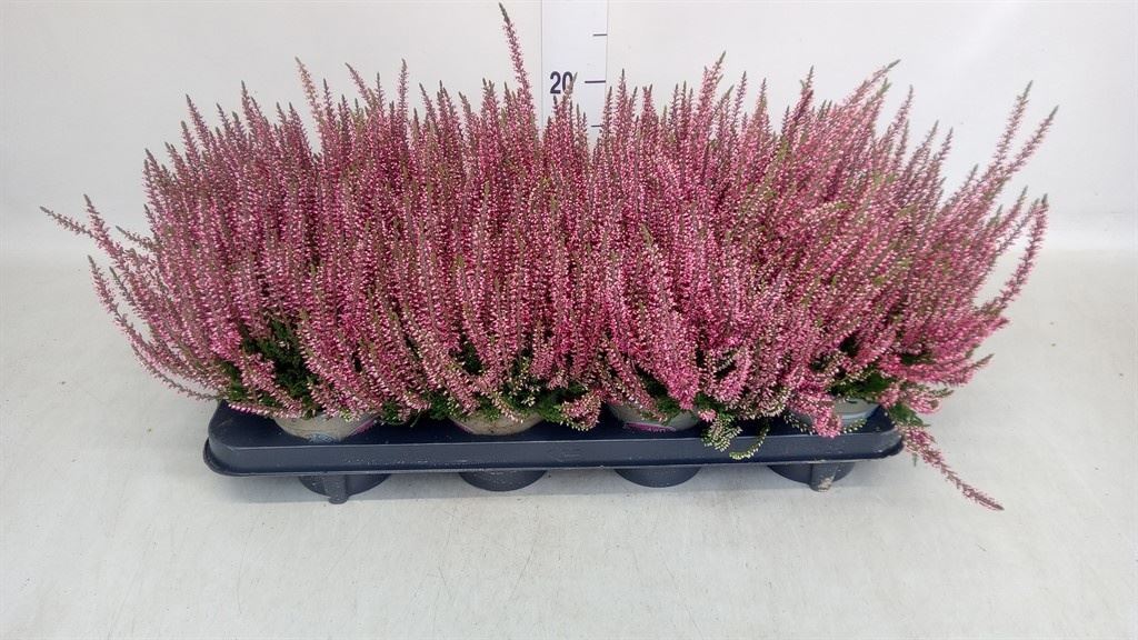 Горшечные цветы и растения оптом Calluna Vulg. garden G Athene от 8шт из Голландии с доставкой по России