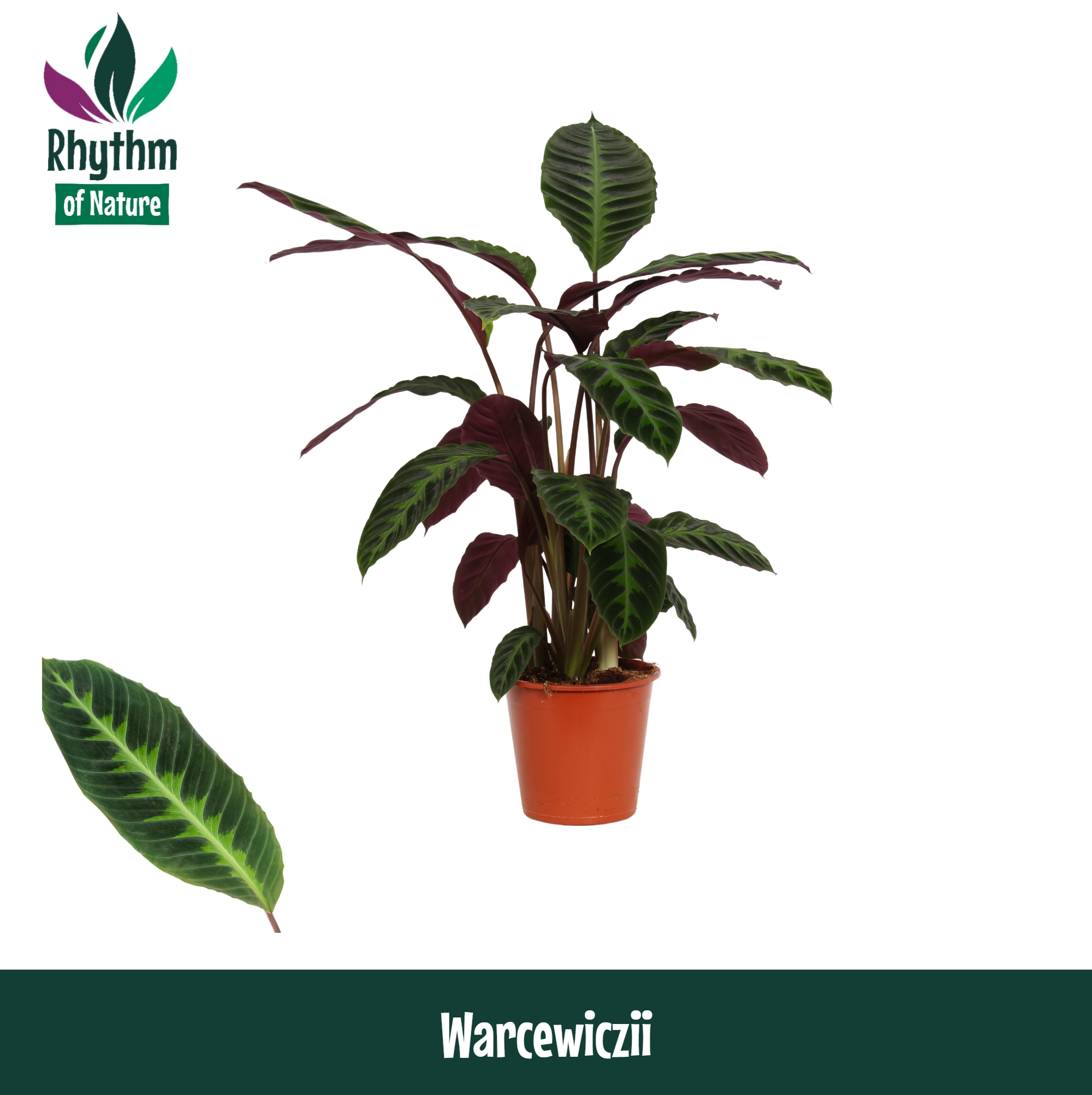 Горшечные цветы и растения оптом Calathea Warcewiczii Rhythm Of Nature от 1шт из Голландии с доставкой по России