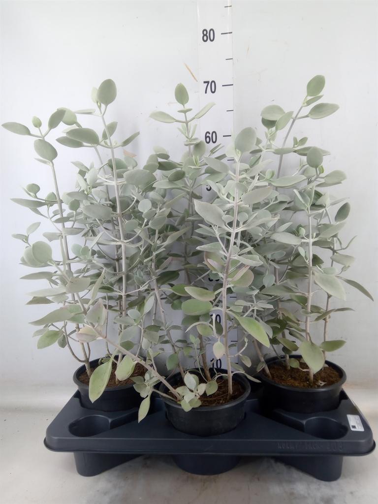 Горшечные цветы и растения оптом Kalanchoe Nf   ... от 3шт из Голландии с доставкой по России