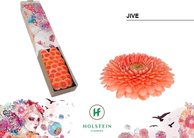 Срезанные цветы оптом Germini gerponi jive от 60шт из Голландии с доставкой по России