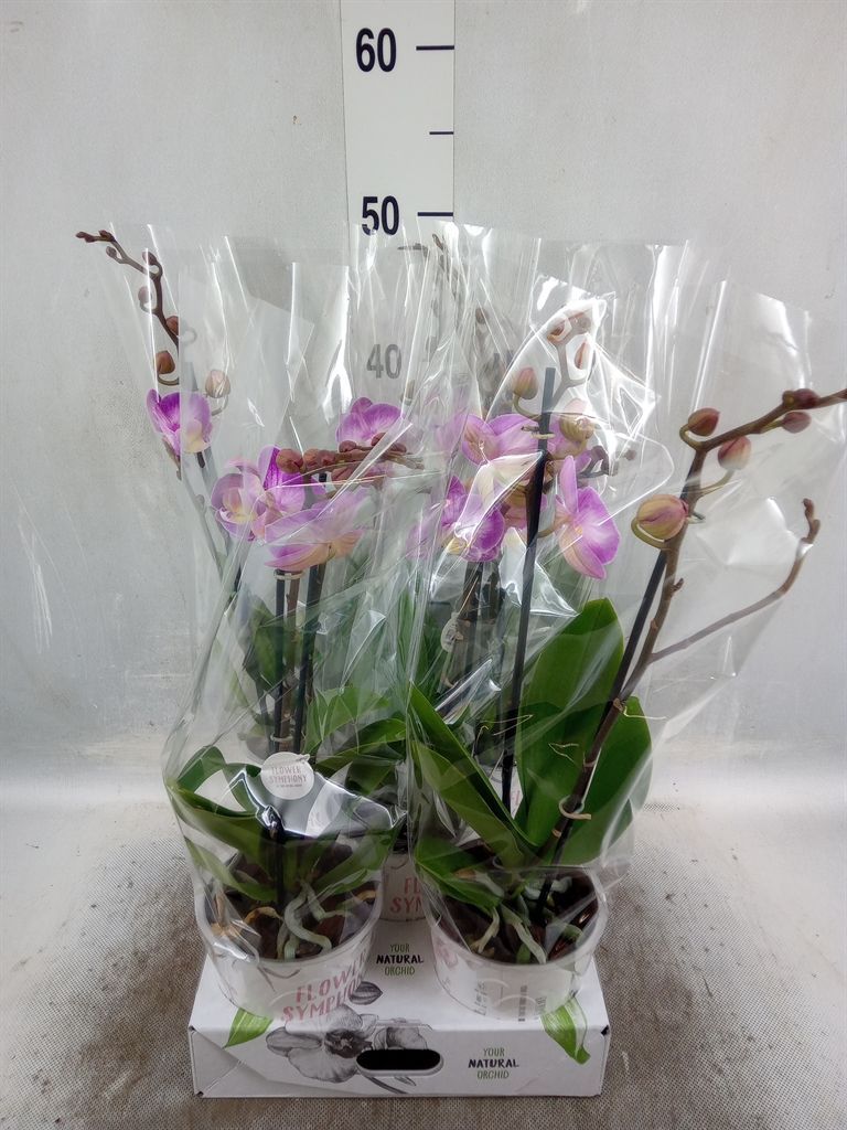 Горшечные цветы и растения оптом Phalaenopsis   ...rose от 5шт из Голландии с доставкой по России