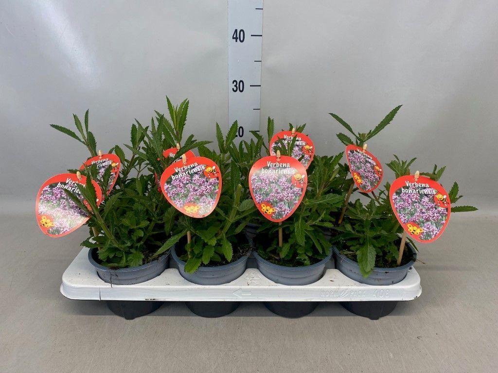 Горшечные цветы и растения оптом Verbena Bonariensis от 8шт из Голландии с доставкой по России