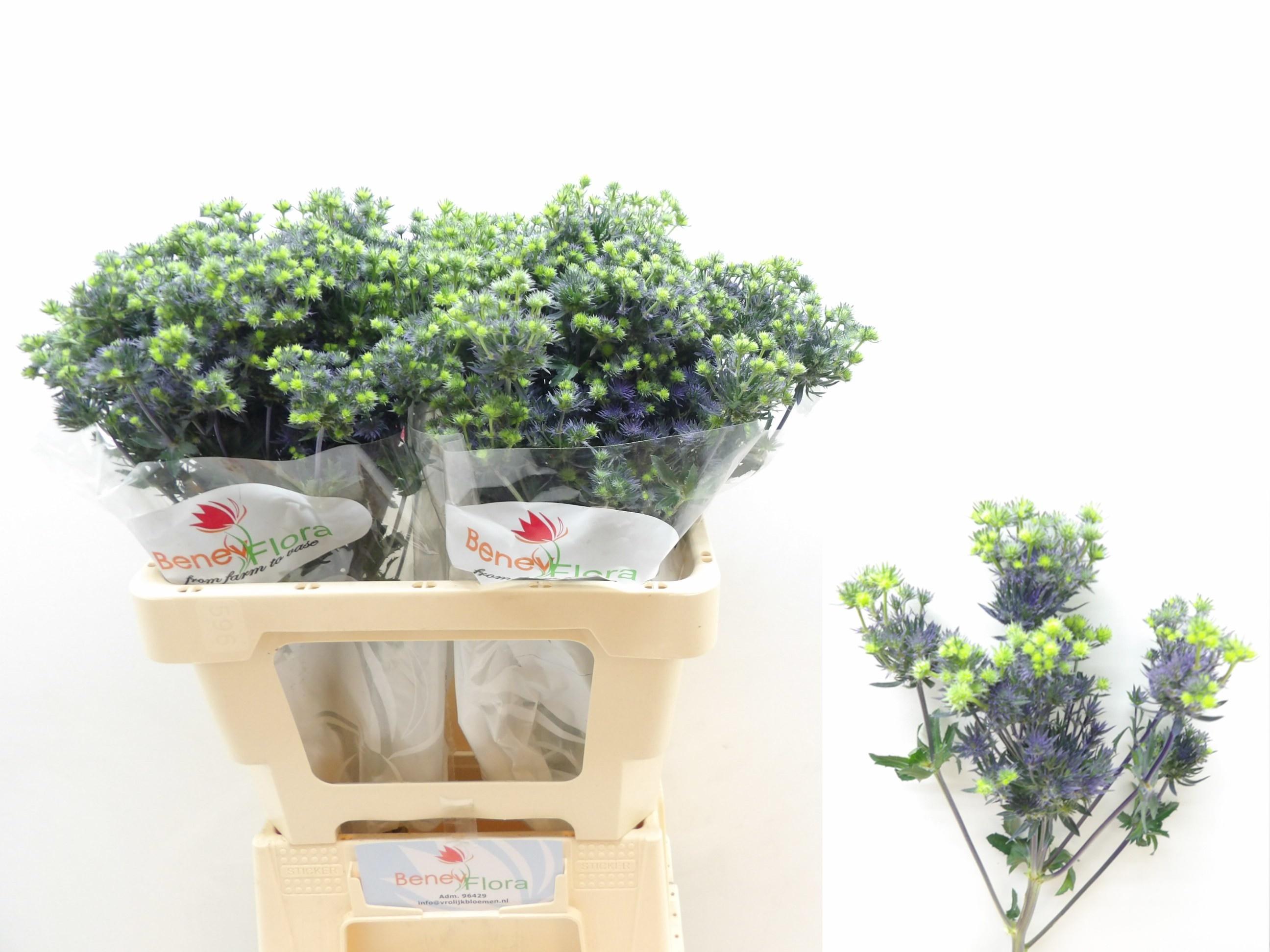 Срезанные цветы оптом Eryngium magical purple stars от 30шт из Голландии с доставкой по России