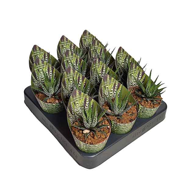 Горшечные цветы и растения оптом Haworthia Fasciata Big Band Potcover от 12шт из Голландии с доставкой по России