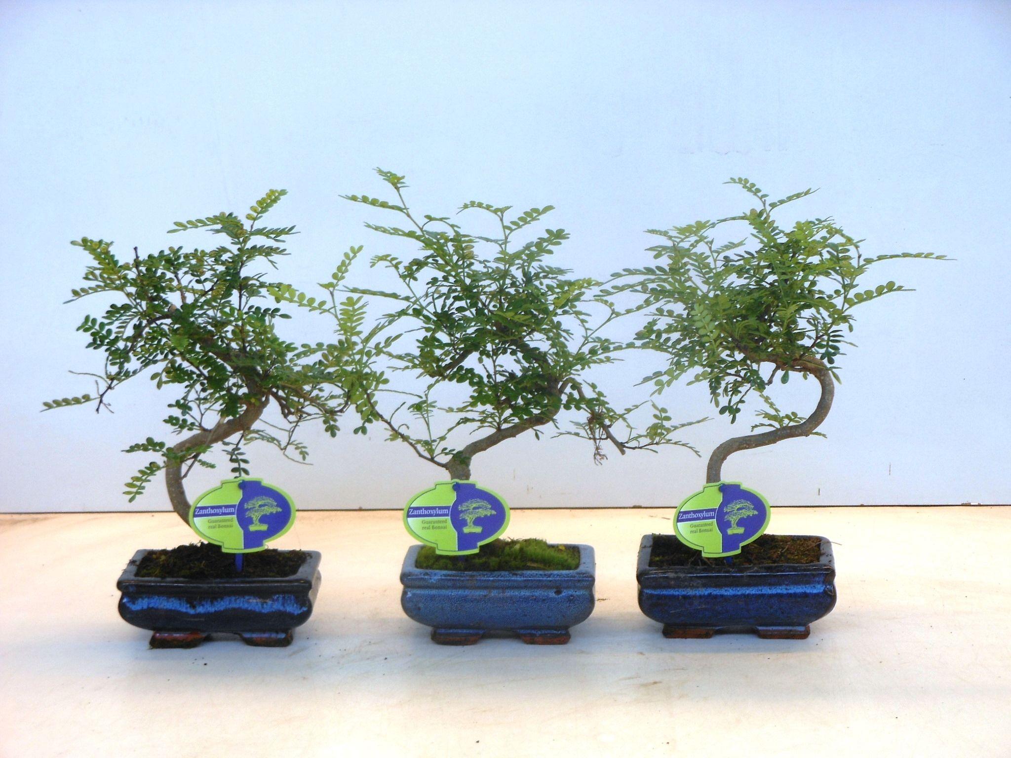 Горшечные цветы и растения оптом Bonsai Zanthoxylum Piperitum Shape, Without Dip T от 10шт из Голландии с доставкой по России