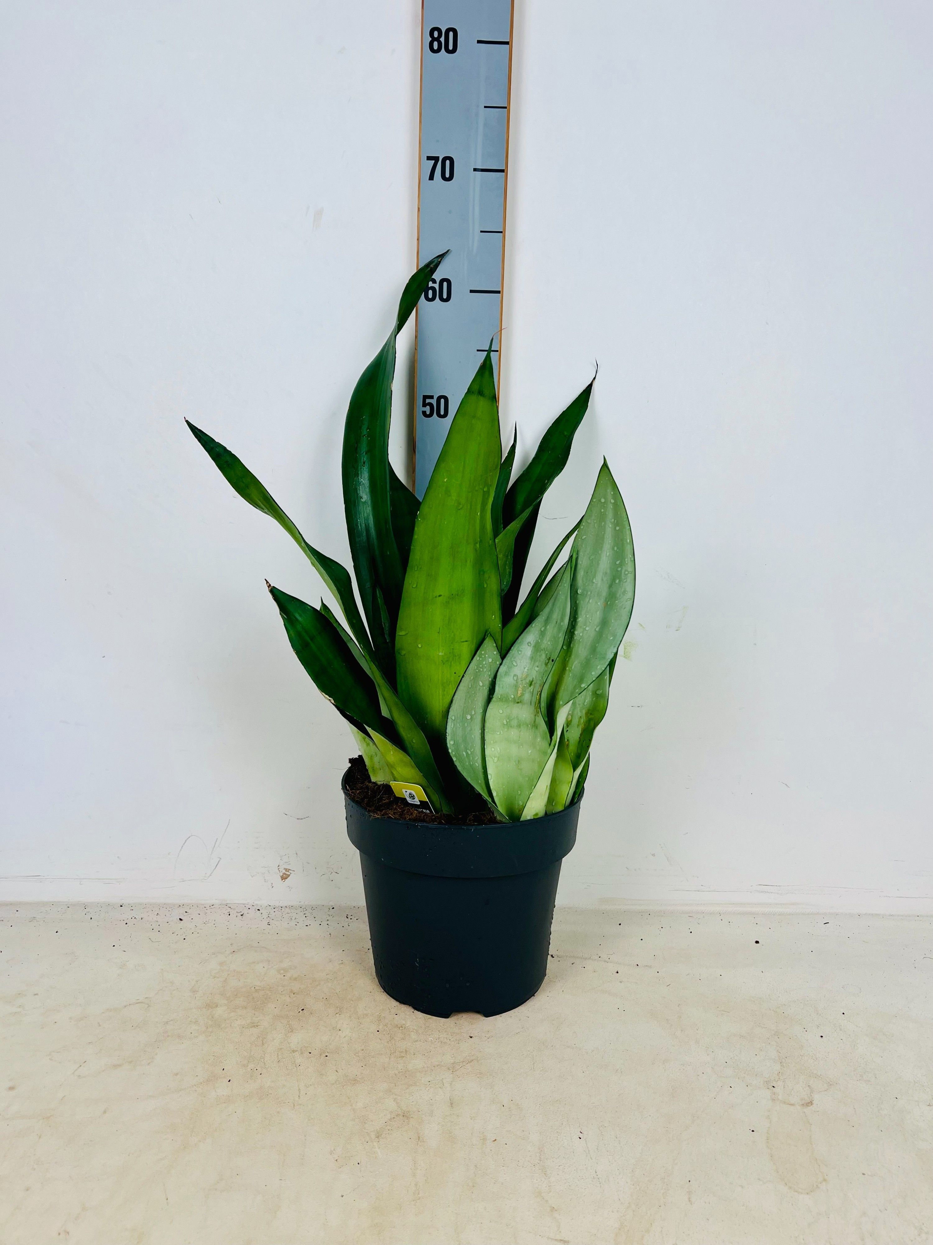 Горшечные цветы и растения оптом Sansev Moonshine от 1шт из Голландии с доставкой по России