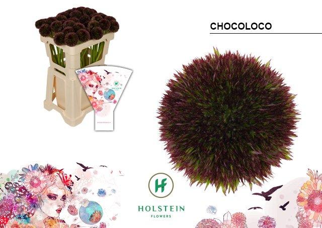 Срезанные цветы оптом Gerbera chocoloco от 40шт из Голландии с доставкой по России