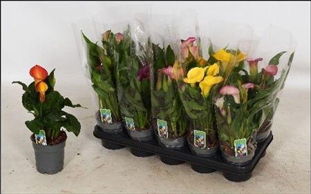 Горшечные цветы и растения оптом Zant Gem 4 + In Deco Pot * Spring Deal * от 6шт из Голландии с доставкой по России