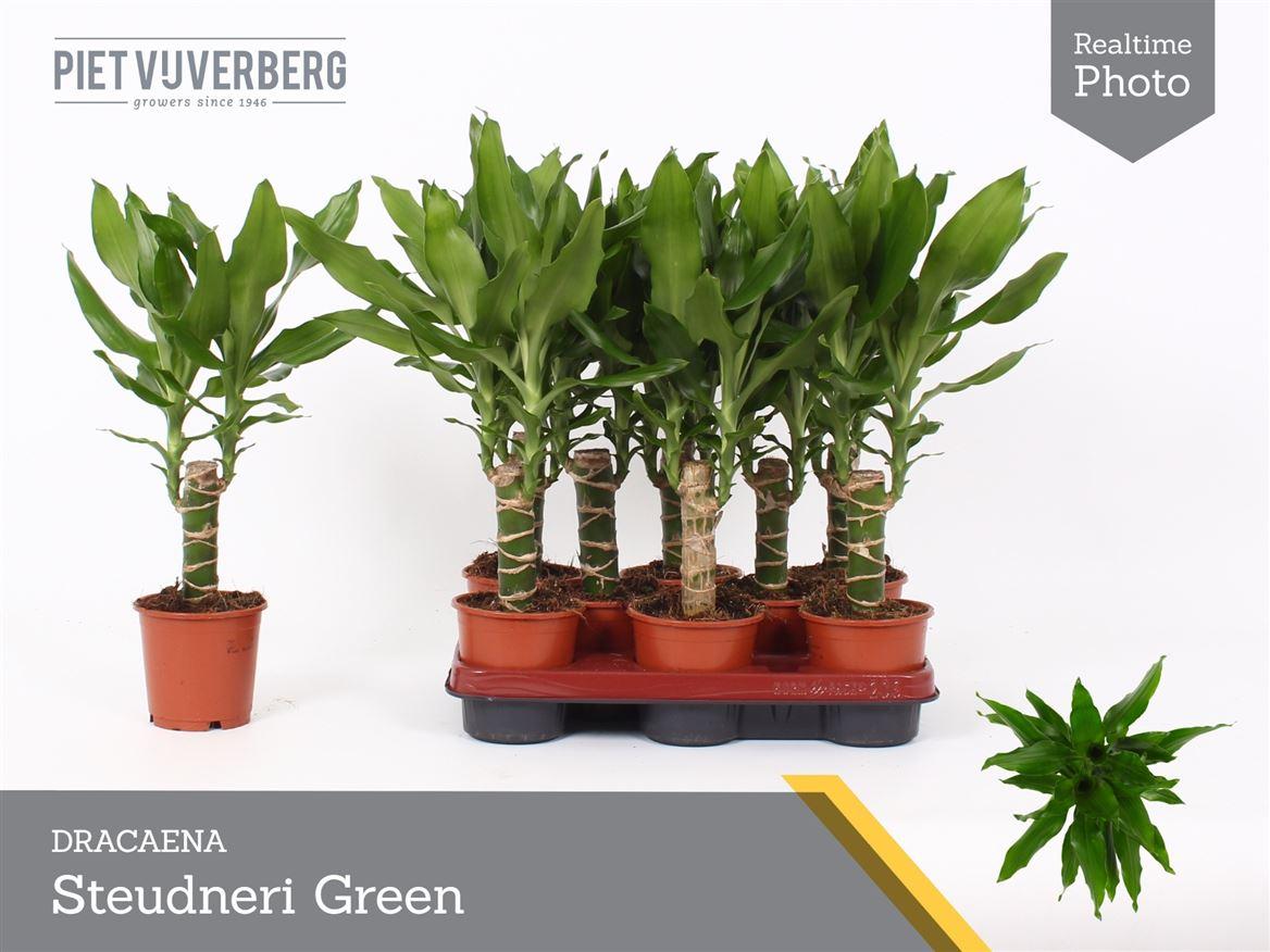 Горшечные цветы и растения оптом Drac Steudneri 15cm Stem от 8шт из Голландии с доставкой по России