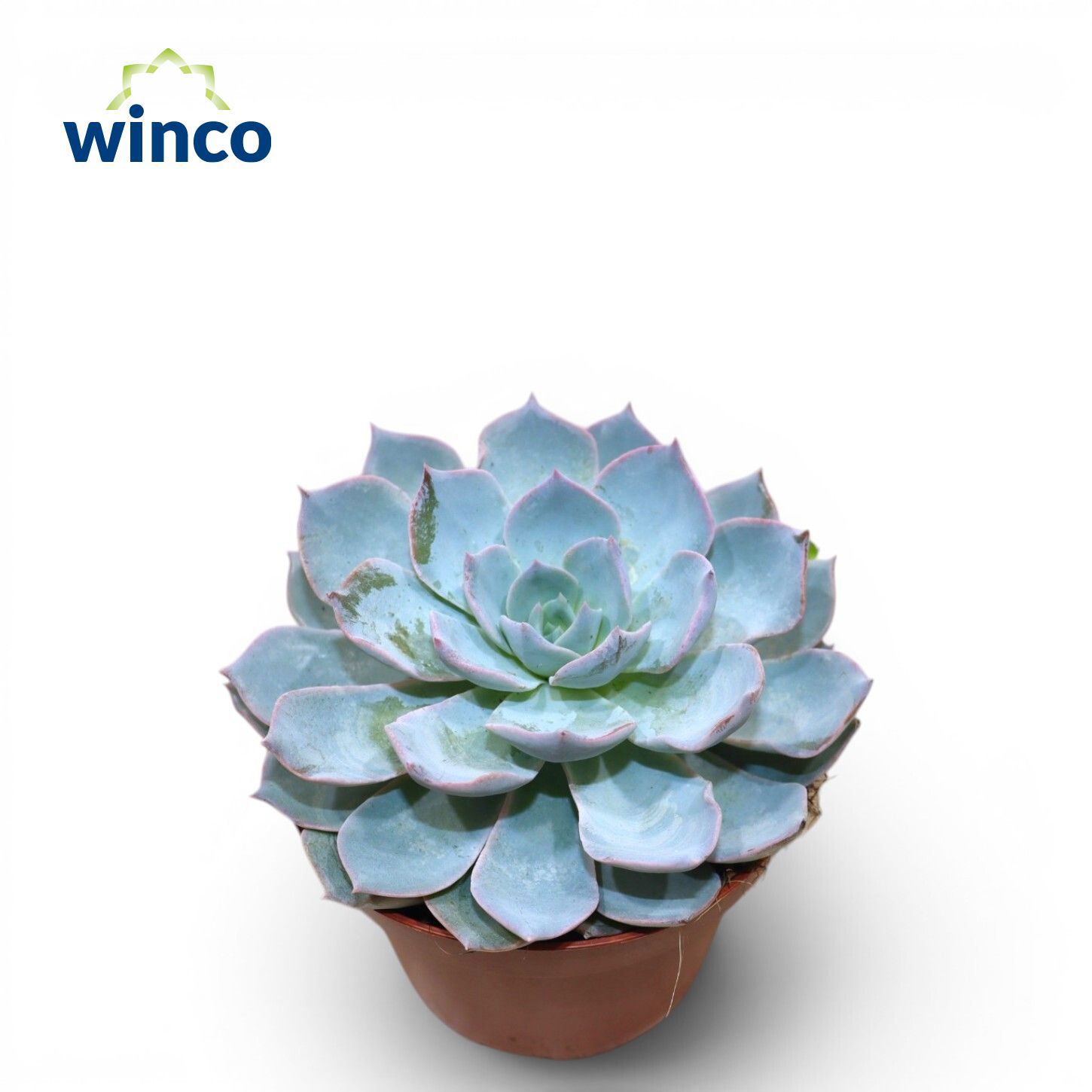 Горшечные цветы и растения оптом Echeveria Colorata от 6шт из Голландии с доставкой по России