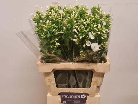 Срезанные цветы оптом Phlox danielle от 50шт из Голландии с доставкой по России Срезанные цветы оптом Phlox danielle от 50шт из Голландии с доставкой по России