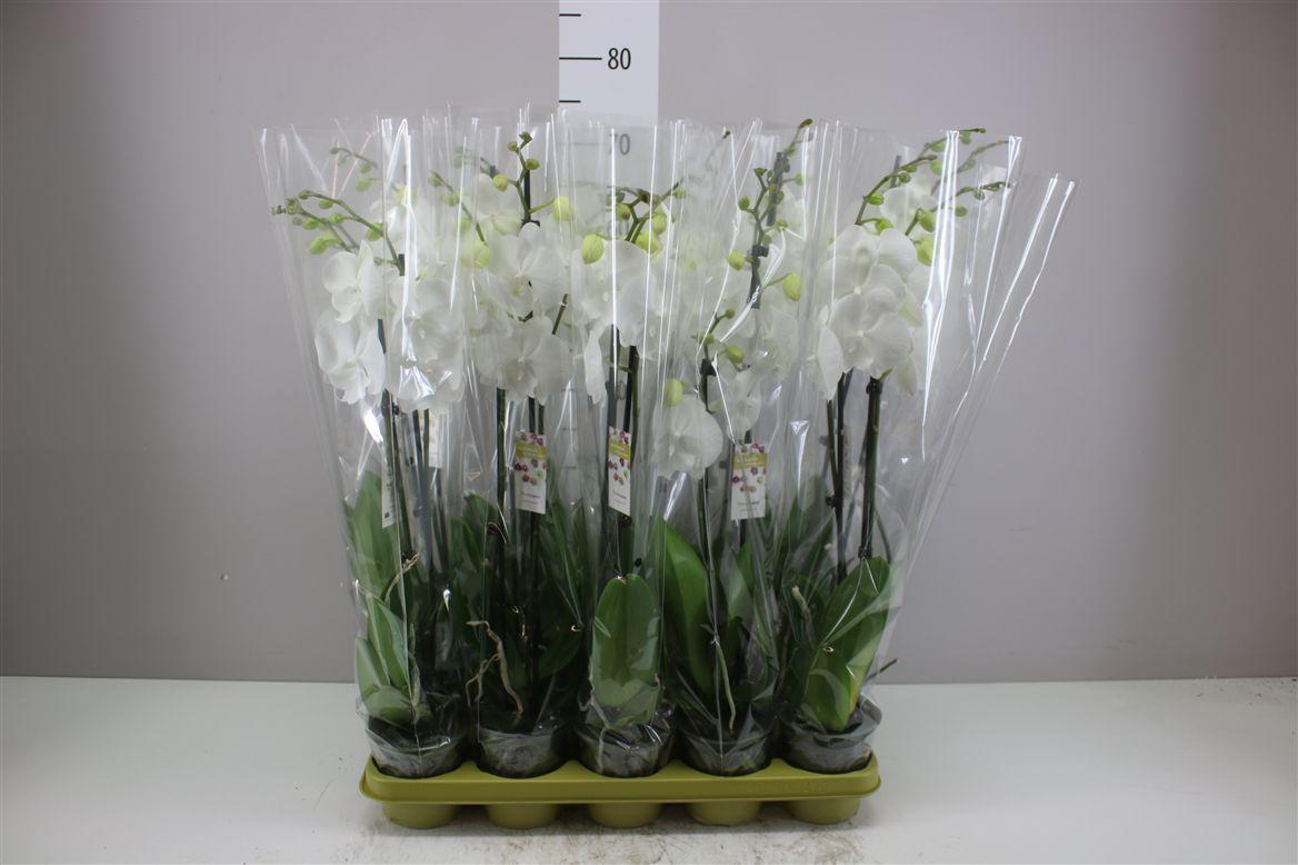 Горшечные цветы и растения оптом Phal Wit 2 Tak от 10шт из Голландии с доставкой по России