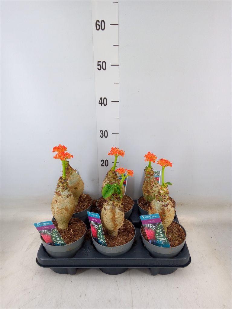 Горшечные цветы и растения оптом Jatropha Podagrica от 6шт из Голландии с доставкой по России