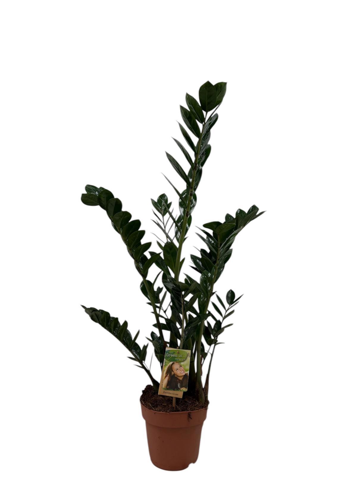 Горшечные цветы и растения оптом Zamioculcas 4+ от 6шт из Голландии с доставкой по России