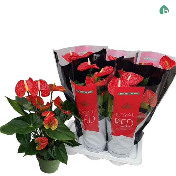 Горшечные цветы и растения оптом Anth An Royal Red 6+ от 6шт из Голландии с доставкой по России