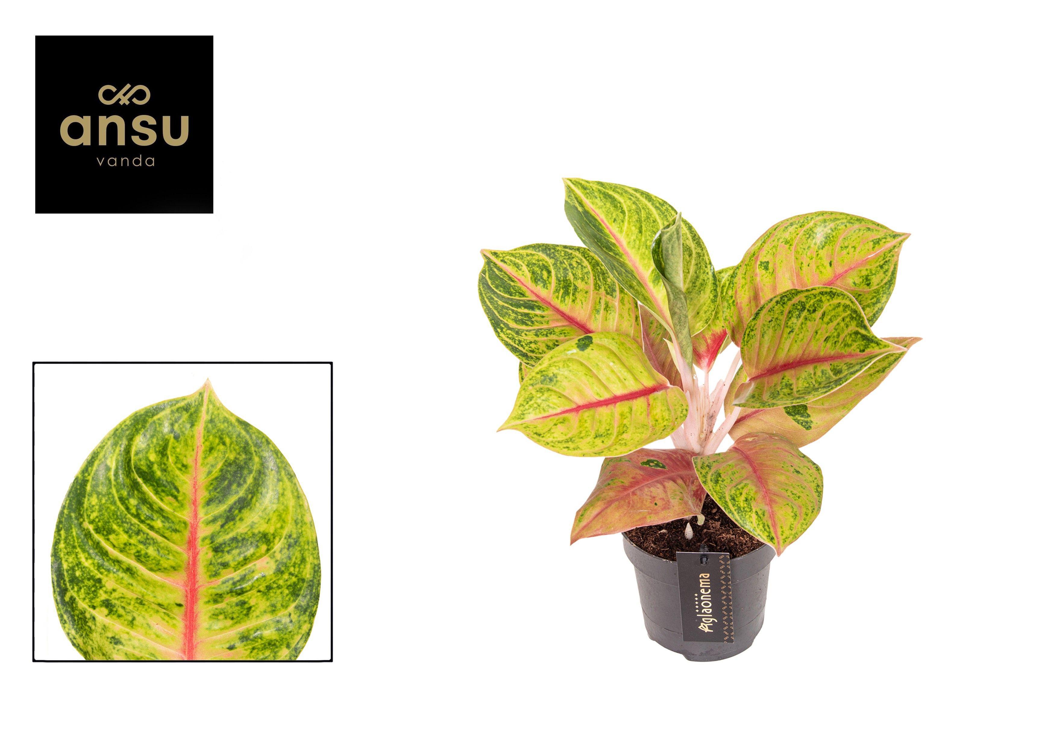 Горшечные цветы и растения оптом Aglaonema Iguana Red от 6шт из Голландии с доставкой по России