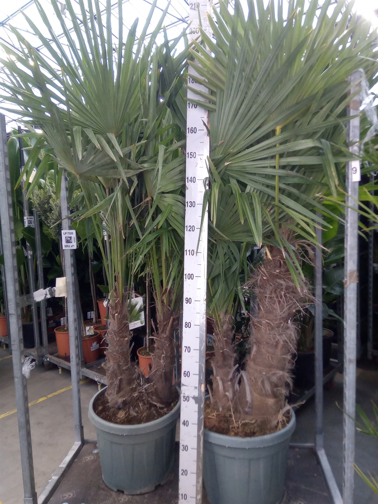 Горшечные цветы и растения оптом Trachycarpus Fortunei от 1шт из Голландии с доставкой по России