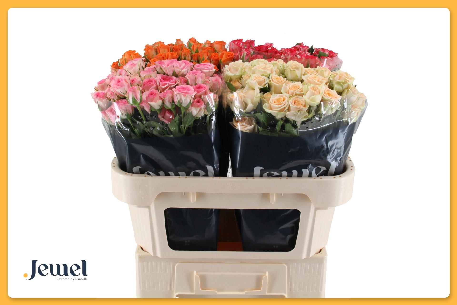 Срезанные цветы оптом Rosa spray mix in bucket от 60шт из Голландии с доставкой по России