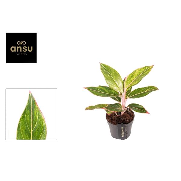 Горшечные цветы и растения оптом Aglaonema Jungle Light от 6шт из Голландии с доставкой по России