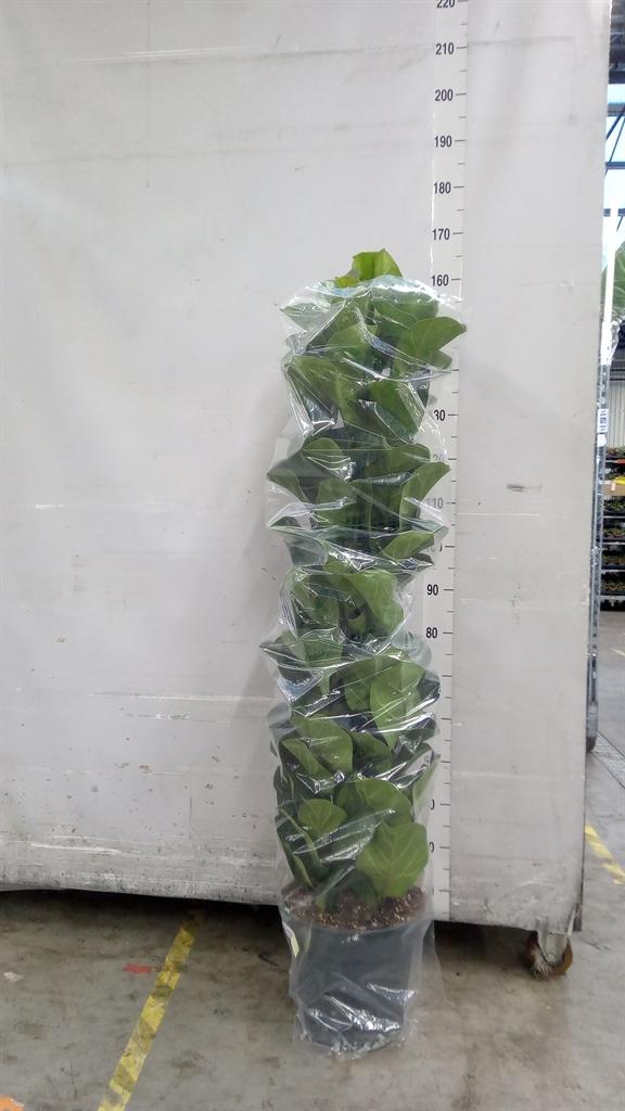 Горшечные цветы и растения оптом Ficus Lyrata bambino от 1шт из Голландии с доставкой по России