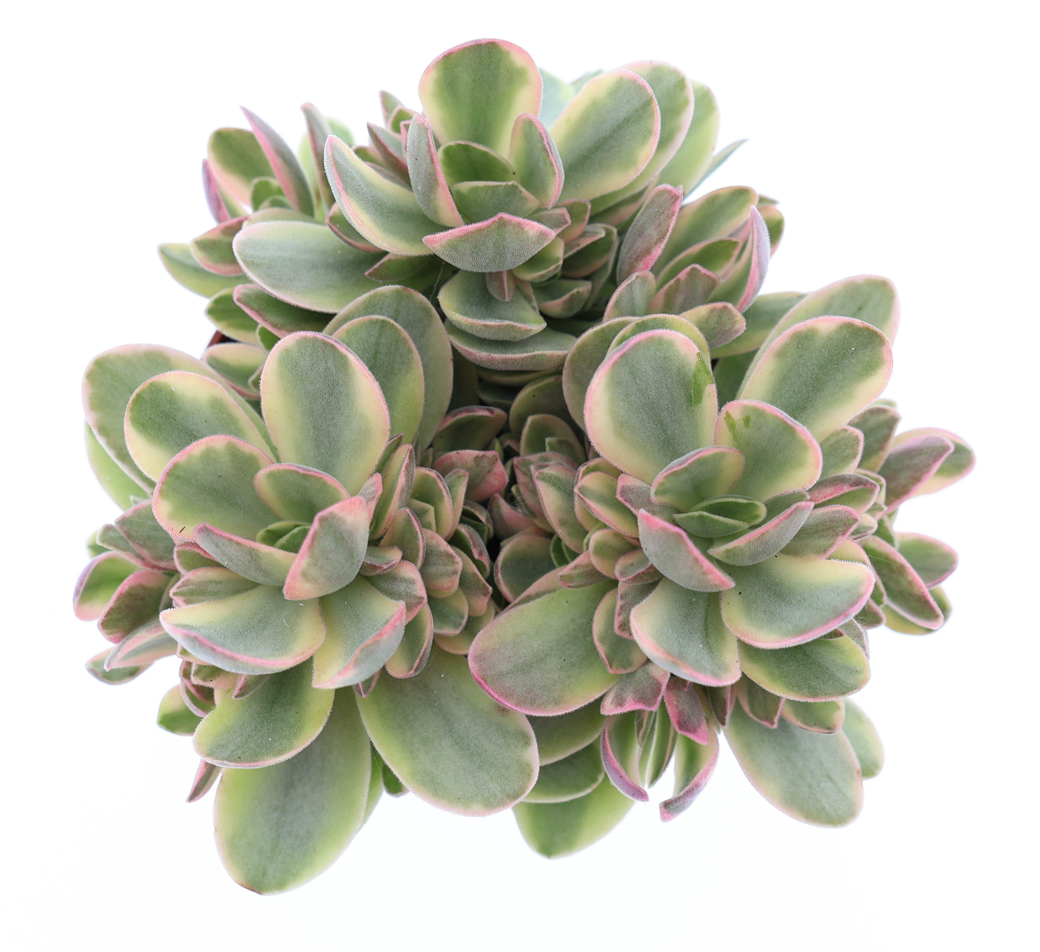 Горшечные цветы и растения оптом Crassula Moneymaker от 12шт (для телеги) из Голландии с доставкой по России
