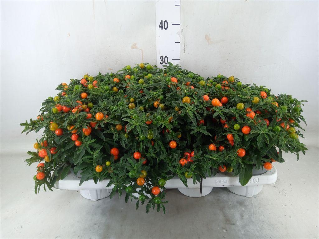 Горшечные цветы и растения оптом Solanum Pseudocapsicum от 8шт из Голландии с доставкой по России Горшечные цветы и растения оптом Solanum Pseudocapsicum от 8шт из Голландии с доставкой по России