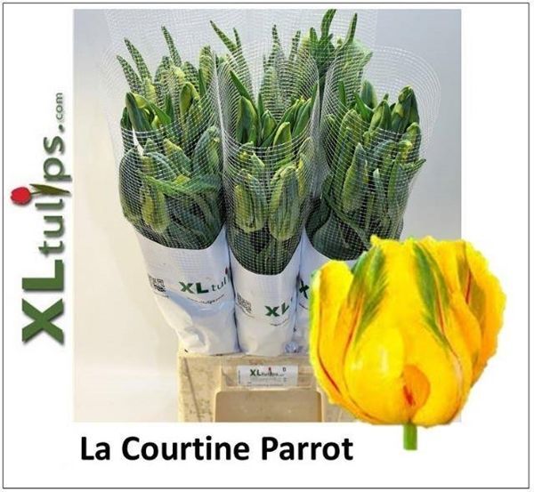 Срезанные цветы оптом Tulipa pa la courtine parrot от 50шт из Голландии с доставкой по России